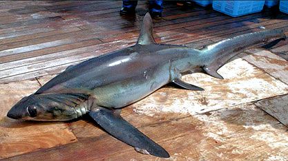 Alopias superciliosus_06.jpg